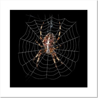 spider Posters and Art